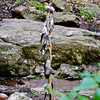 Shawn Ferry > Patapsco State Park, Grist Mill Trail