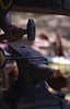 Shawn Ferry > Pennsic 36, open forge smithing