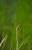 Shawn Ferry > Pennsic 36, around the lake, dragonflies