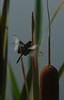 Shawn Ferry > Pennsic 36, around the lake, dragonflies