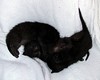 Tiny, Fuzzy and Grey : Three Cats We are currently fostering